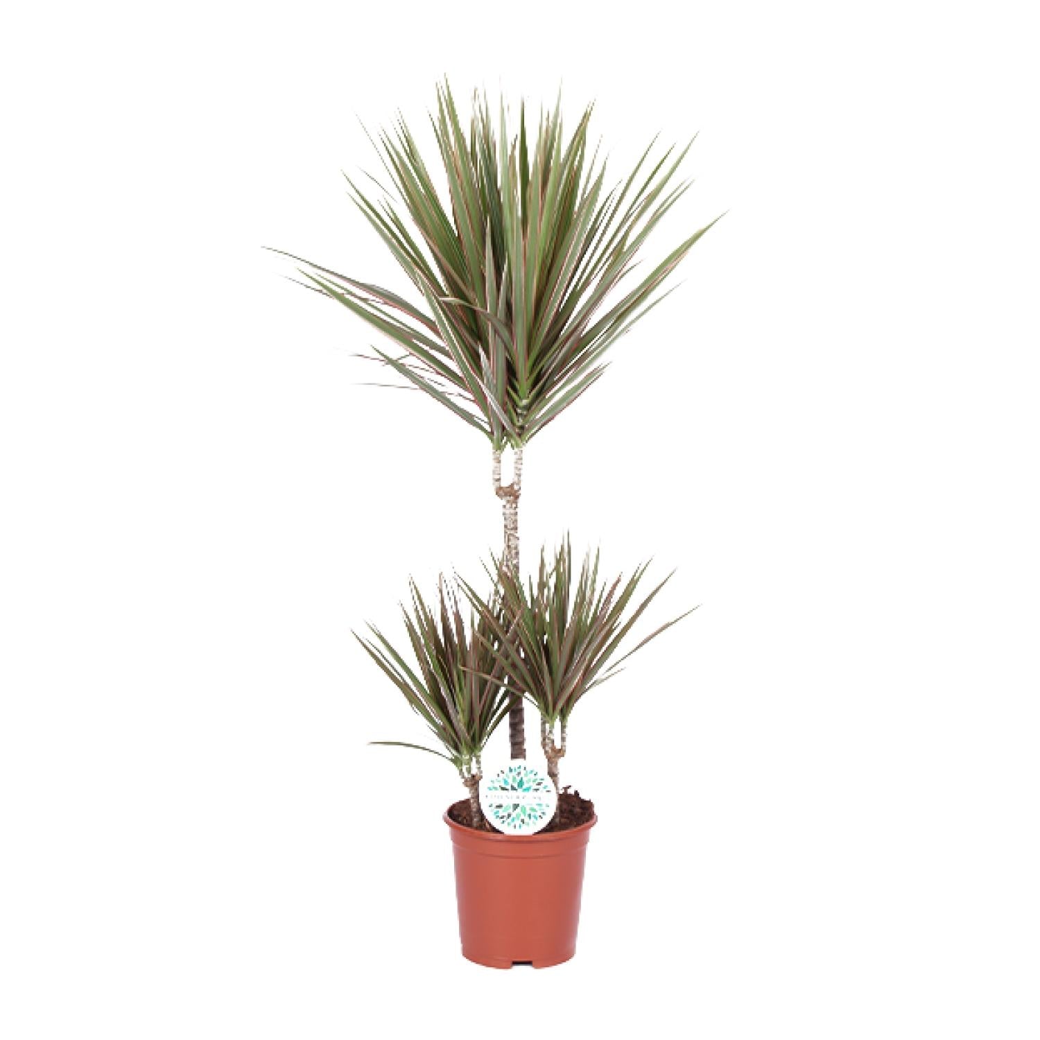 Zweifarbige Dracaena - Ø 21 cm - ↕ 95 cm