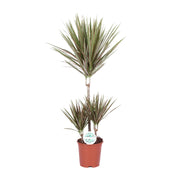 Zweifarbige Dracaena - Ø 21 cm - ↕ 95 cm