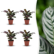 Ctenanthe Burle Marxii - Visgraatplant - 4x - Pot 12cm - Hoogte - 30cm