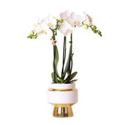 Kolibri Orchids | White Phalaenopsis orchid – Amabilis + Le Chic decorative pot gold – pot size Ø9cm – 40cm high | flowering houseplant in a flowerpot - fresh from the grower