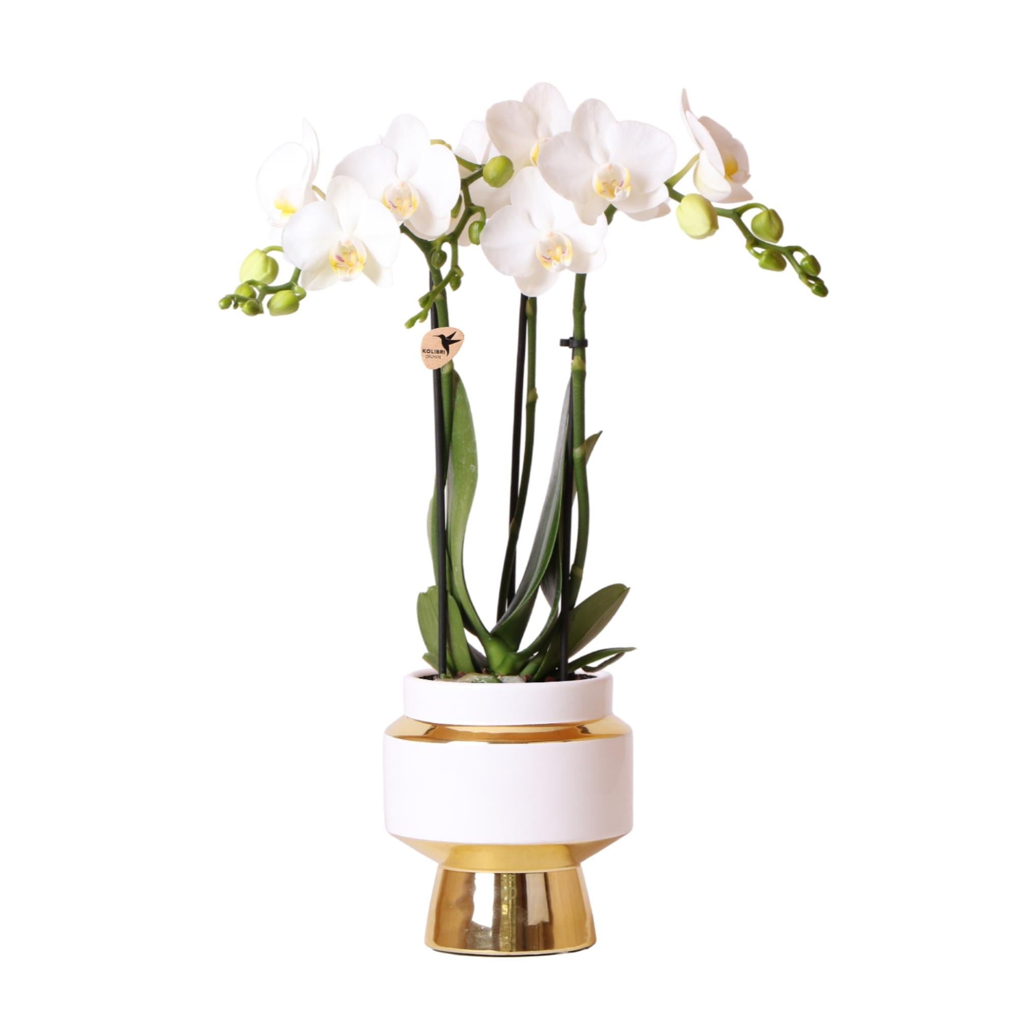 Kolibri Orchideen | Weiße Phalaenopsis-Orchidee – Amabilis + Le Chic dekorativer Topf Gold – Topfgröße Ø 9 cm – 40 cm hoch | Blühende Zimmerpflanze im Blumentopf – frisch vom Züchter