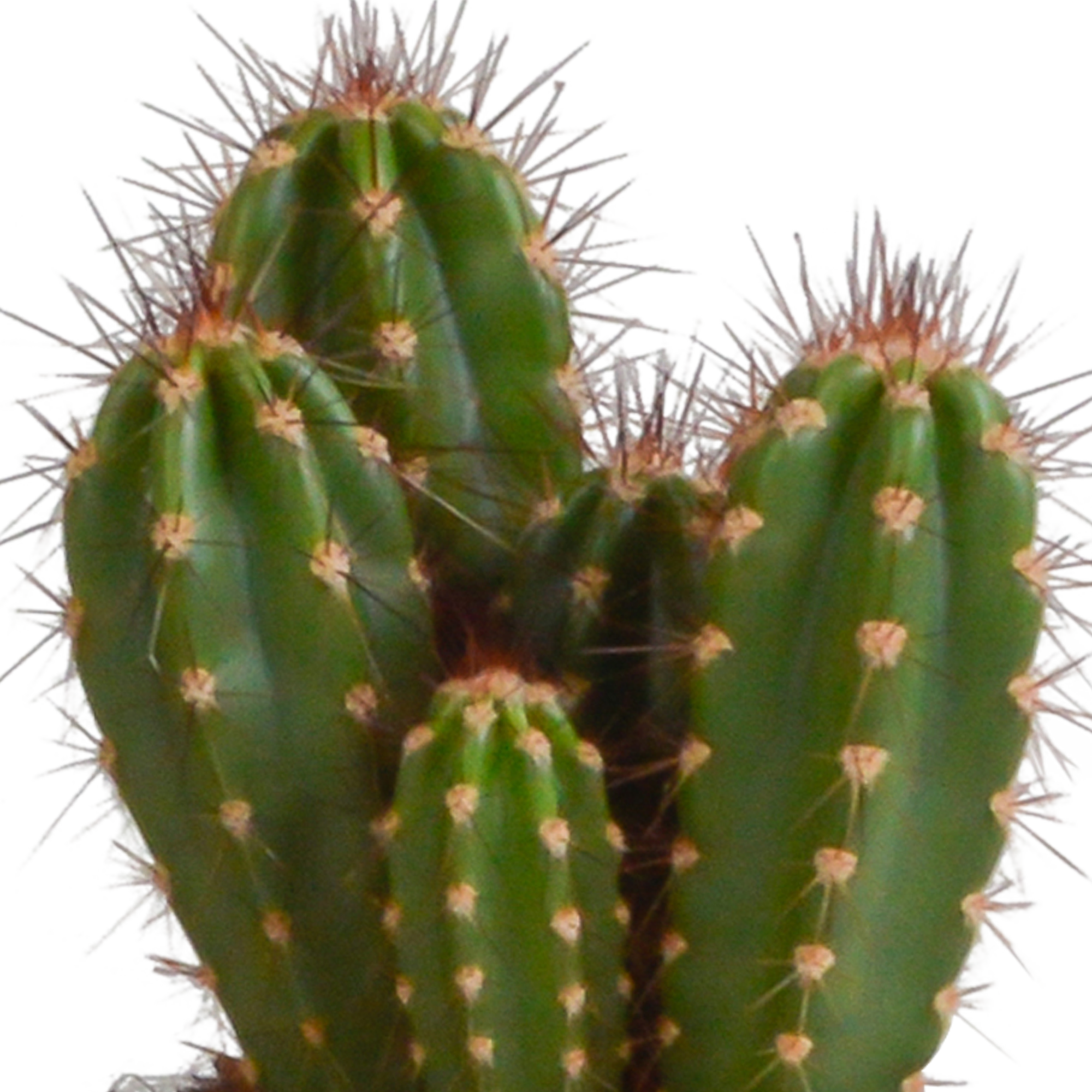 Mélange de cerisiers de 10,5 cm - 3x - en pot blanc