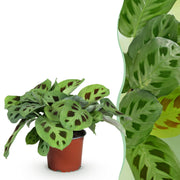 Maranta Fascinator Kerchoveana - Zebraplant - Huisdiervriendelijke Plant - Groen - 1 Plant - Pot 12cm - Hoogte 25cm