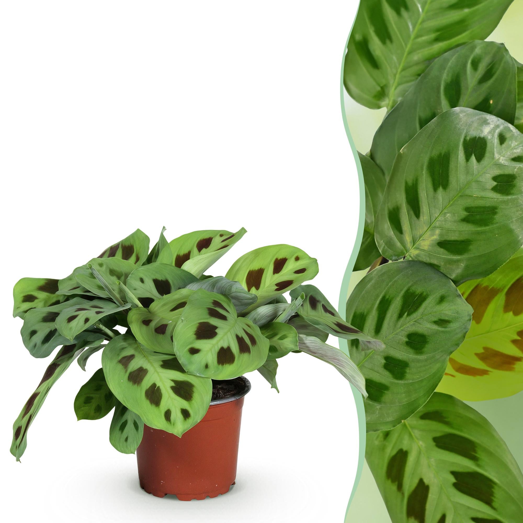 Maranta Fascinator Kerchoveana - Zebraplant - Huisdiervriendelijke Plant - Groen - 1 Plant - Pot 12cm - Hoogte 25cm