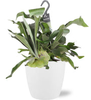 Platycerium Bifurcatum - Ø17cm - ↕30cm + Pot Bruxelles D18x17cm - Blanc