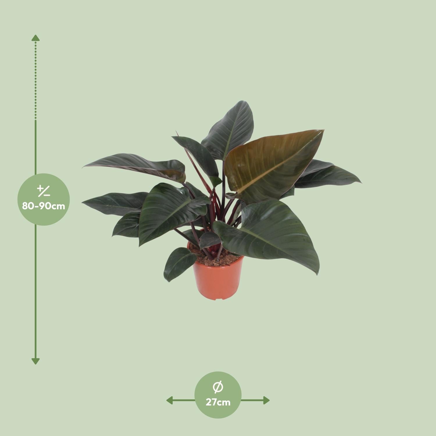 Philodendron Kongorot - Ø 27 cm - ↕ 80 cm