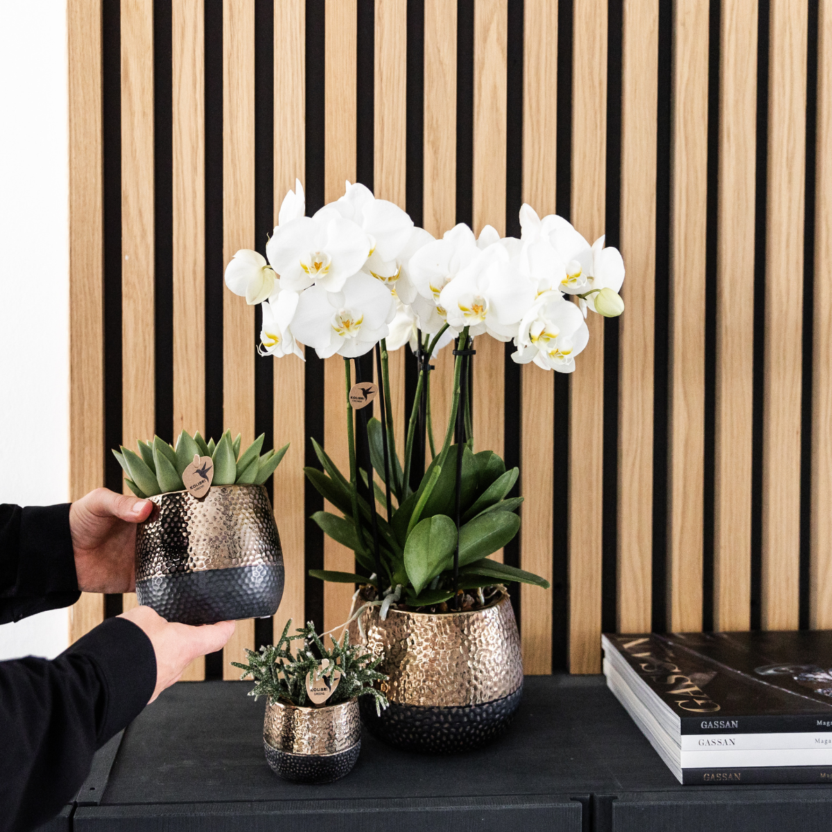 Kolibri Orchids | OFERTA COMBINADA de 4 orquídeas blancas - Gante - maceta de 12 cm de diámetro | planta de interior con flor - recién cultivada