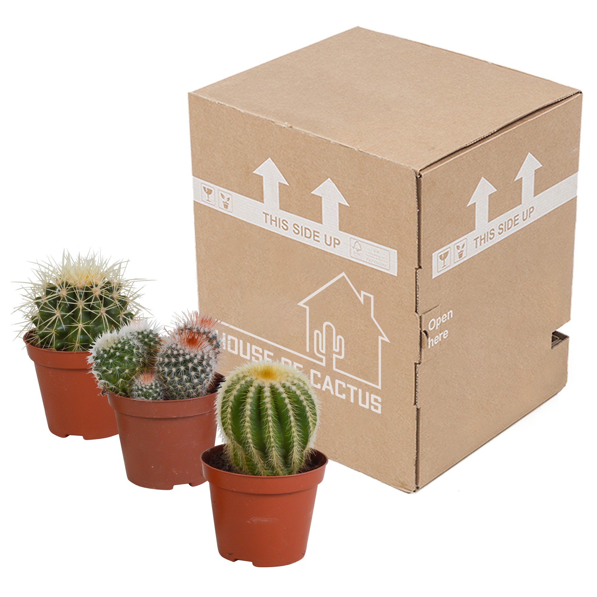 Mix di cactus a sfera 8,5 cm | 3 pezzi - senza vaso