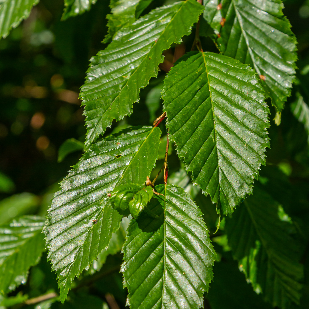 Carpinus Betulus ↕ 80-100 - Ø 19cm - 50x | Mini Pallet