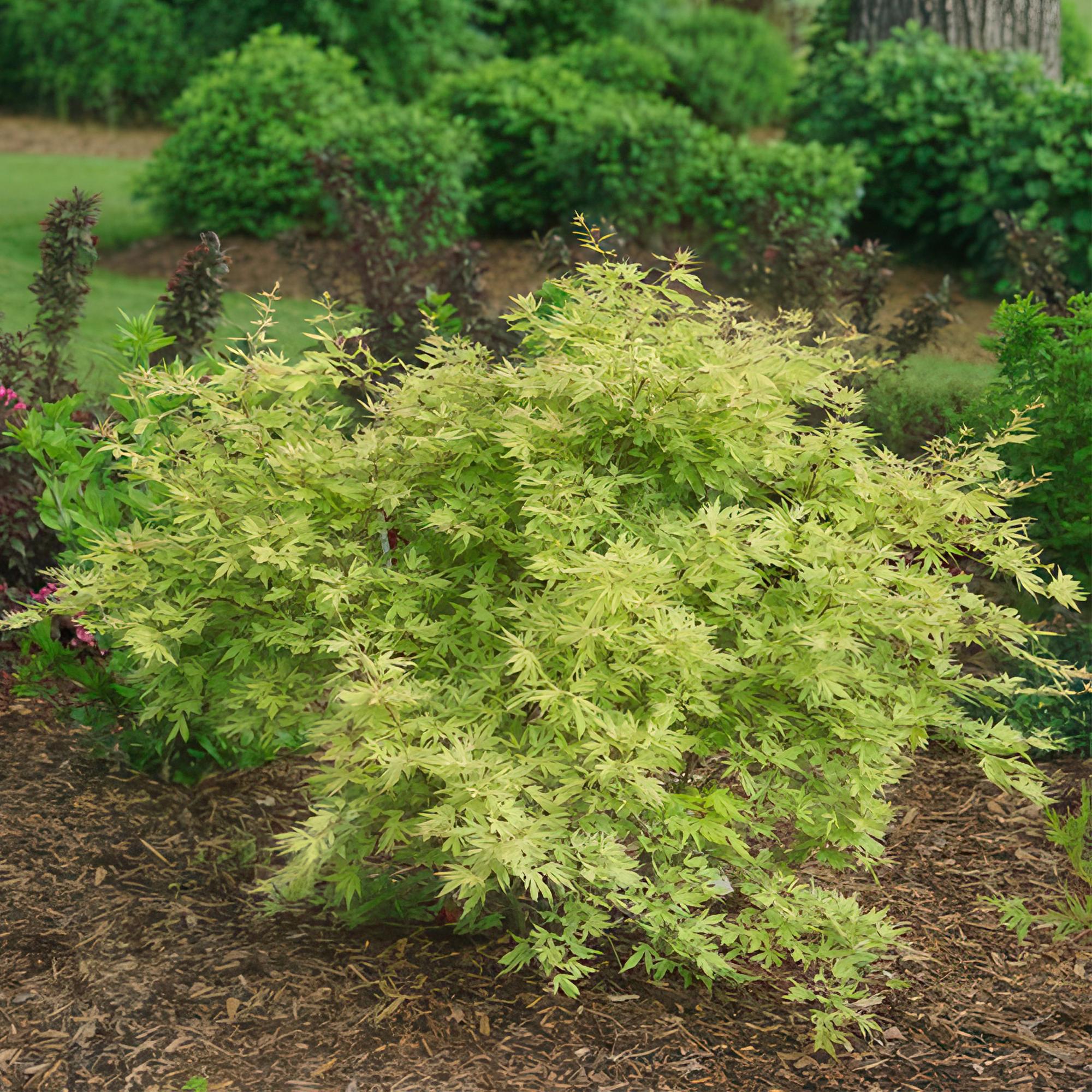 Acer palmatum Methamorphosa - Japanse Esdoorn - Bladverliezend - Groen - Oranje - 1 - Pot 26cm - Hoogte 90cm