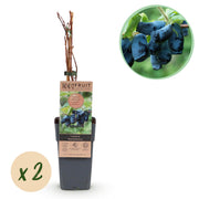 Green boutiQ – Beerenpflanze – Honigbeere – Lonicera caerulea Kamchatika – Heidelbeere – 2 Pflanzen – Topf 15 cm, Höhe 50 cm