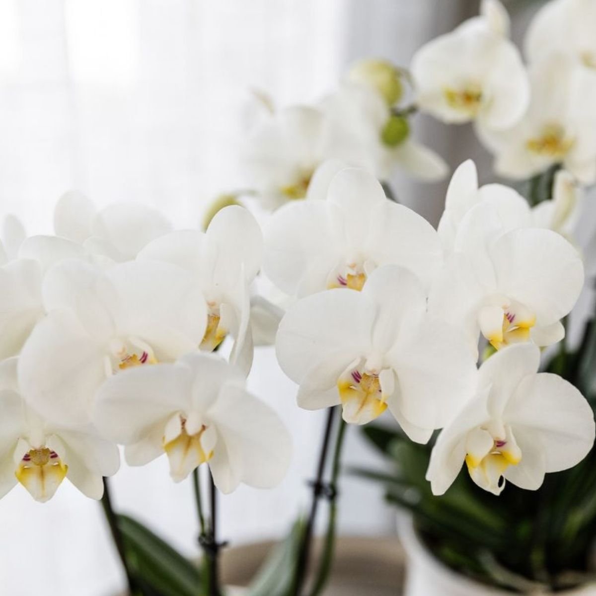 Kolibri Orchids | Gift Set Allure Shiny Goud - Witte Phalaenopsis Orchidee Mineral Amabilis & Succulent