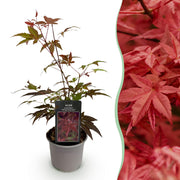 Acer palmatum Atropurpureum - Paars - 1 Plant - Blad verliezend - Weinig Onderhoud - Pot 12cm Hoogte 35cm