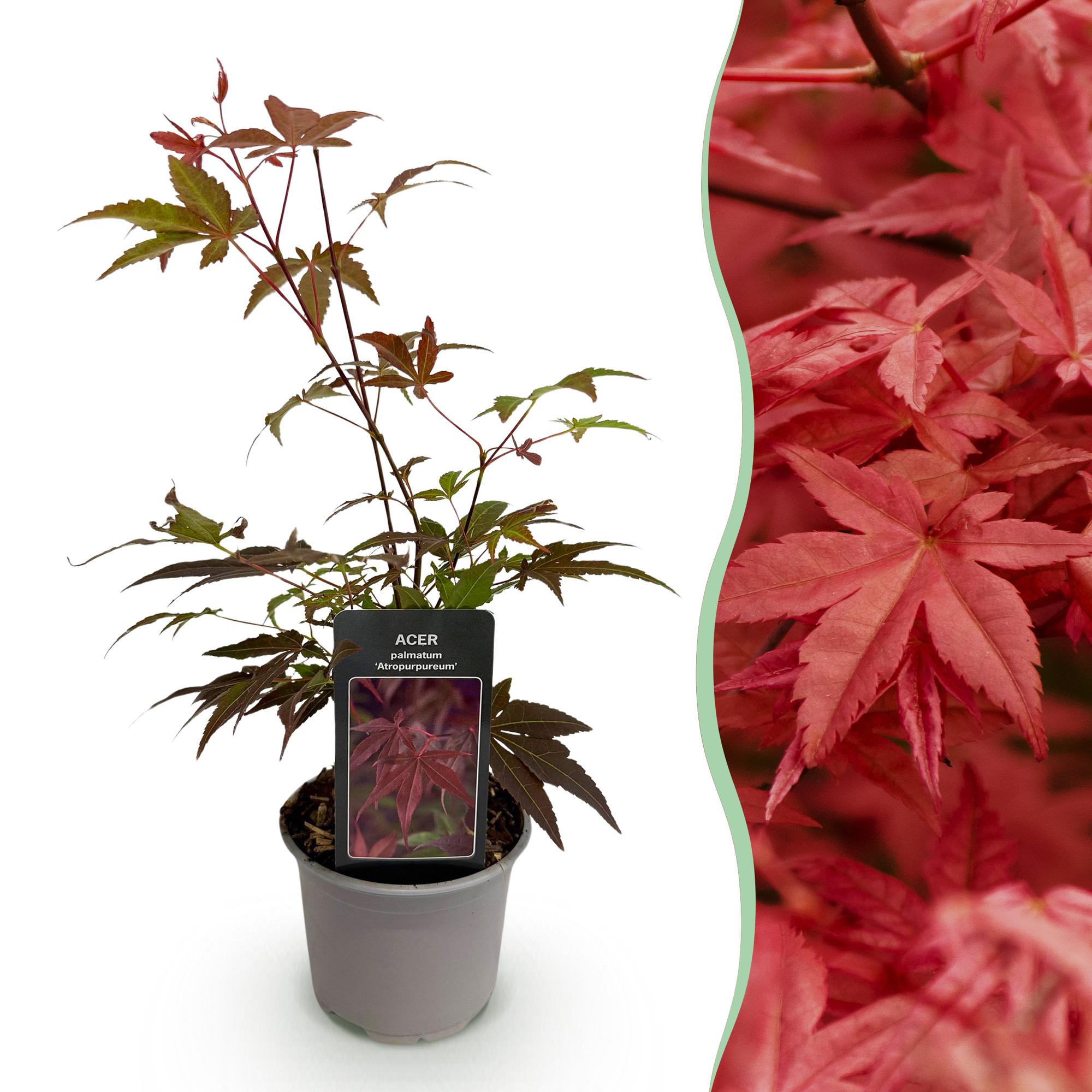 Acer palmatum Atropurpureum - Paars - 1 Plant - Blad verliezend - Weinig Onderhoud - Pot 12cm Hoogte 35cm