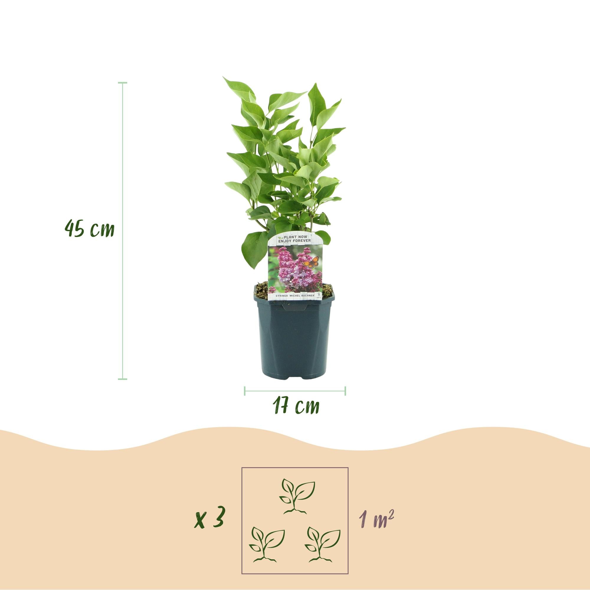 Syringa vulgaris Michel Buchner - Gewone Sering - Winterhard - Roze - 1 Plant - Pot 17cm - Hoogte 45cm