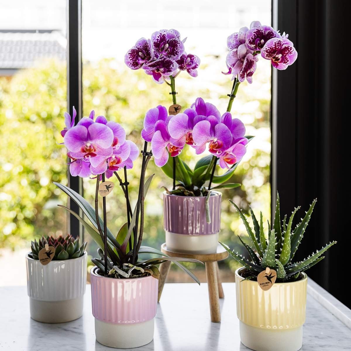 Kolibri Orchids | Combi Deal - 4 Roze-Paarse Phalaenopsis Orchideeën Mineral Frederikstad - Ø9 cm