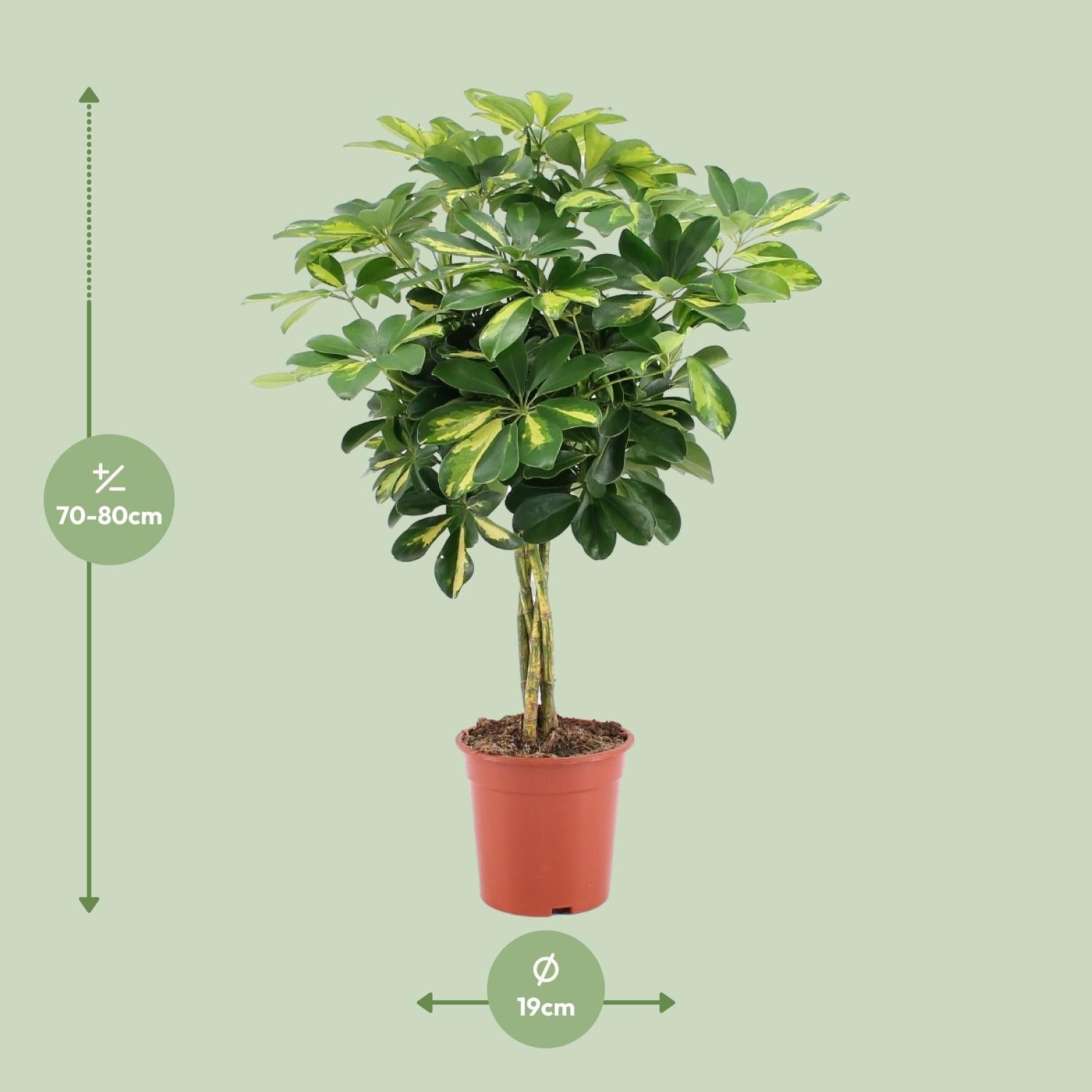 Schefflera Arboricola Capella Or - Ø19cm - ↕75cm