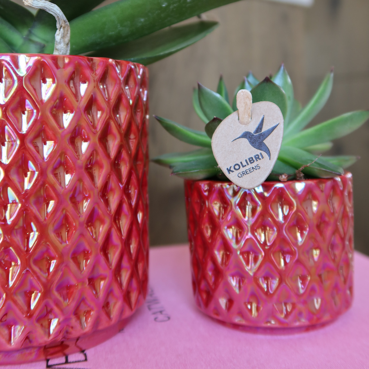 Orchidée Kolibri | Orchidée phalaenopsis rouge Congo + Pot Diamond Pearl rouge - diamètre du pot : 9 cm | Plante d'intérieur fleurie - Directement du producteur