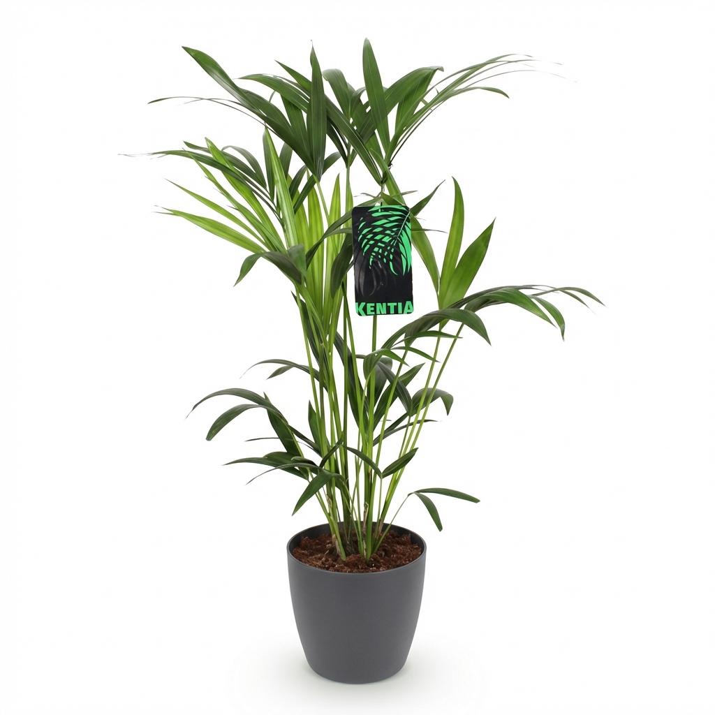 Howea Forsteriana - Kentia Palm - Weinig Onderhoud - Groen - 1 Plant - met Potter Grijs - Pot 19cm - Hoogte 80-85cm