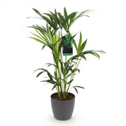 Howea Forsteriana - Kentia Palm - Weinig Onderhoud - Groen - 1 Plant - met Potter Grijs - Pot 19cm - Hoogte 80-85cm