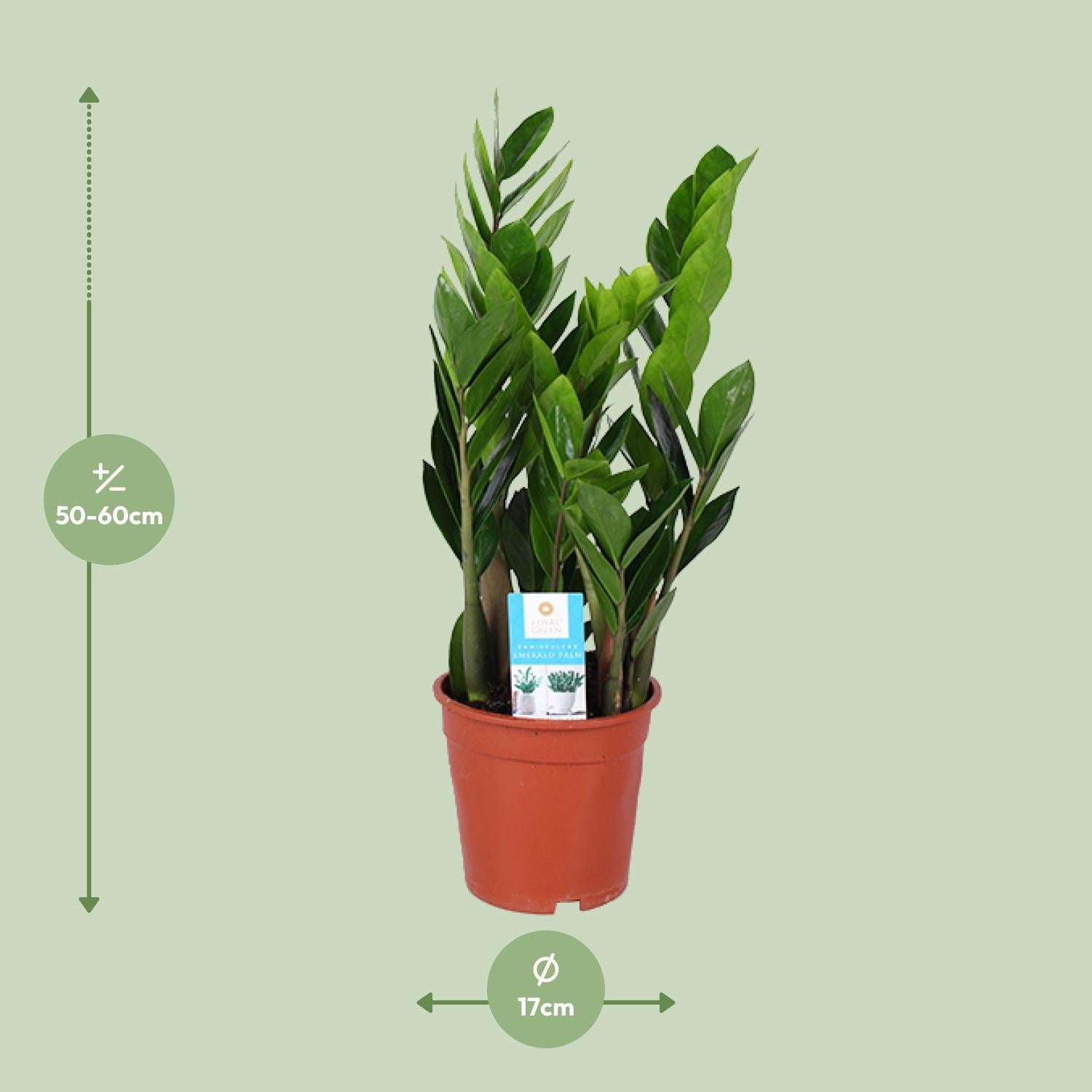 Zamioculcas Zamiifolia - Ø17 cm - ↕60 cm