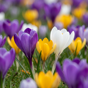 560 Krokusmischung – Blumenzwiebeln – Gemischte Krokusse – Verschiedenes – Verwildernde Zwiebel – Zwiebelgröße 7/8