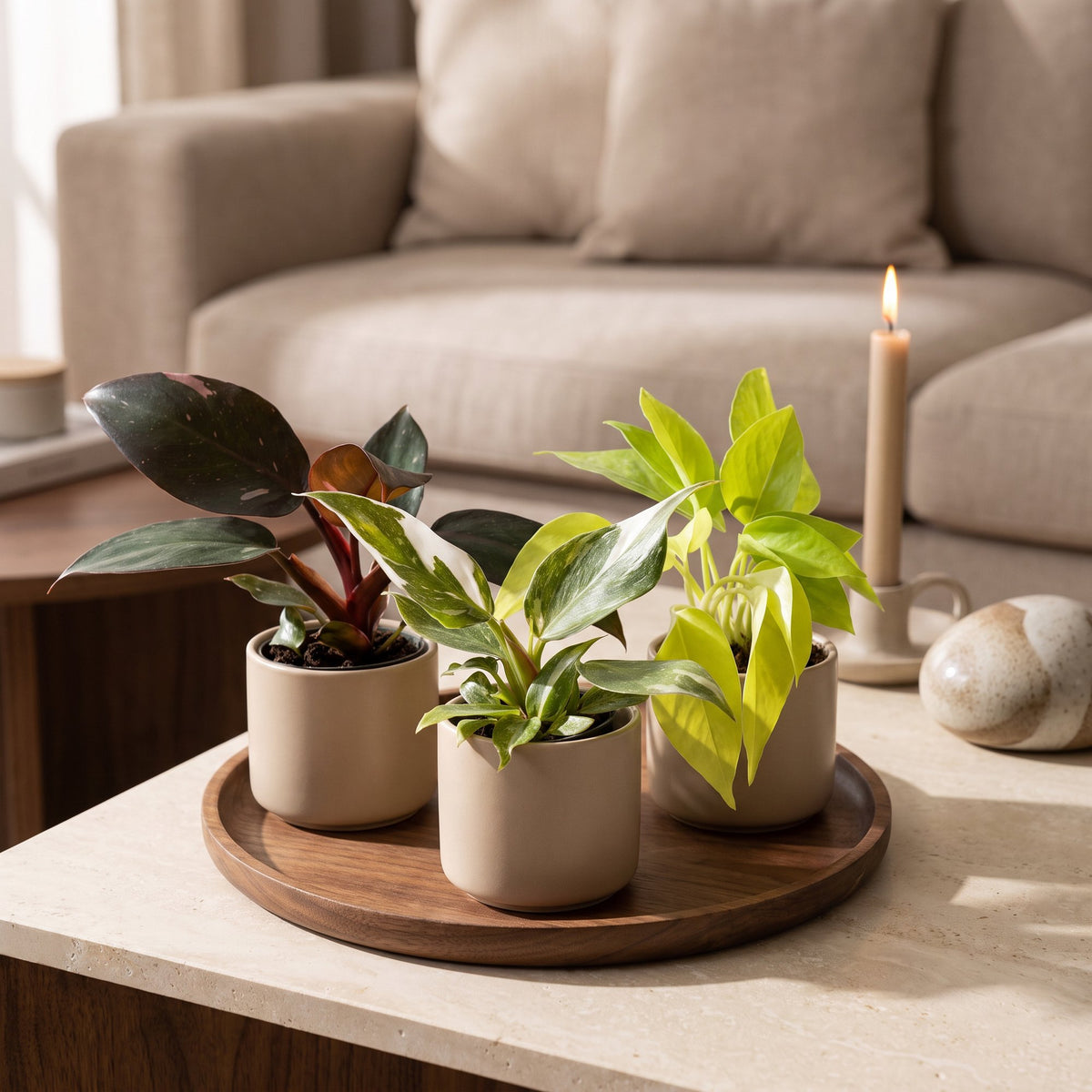 Baby Philodendron Tricolour 3x - Wit - Roze - Geel - Groen - Tropisch - Ø6cm - ↕10-15cm