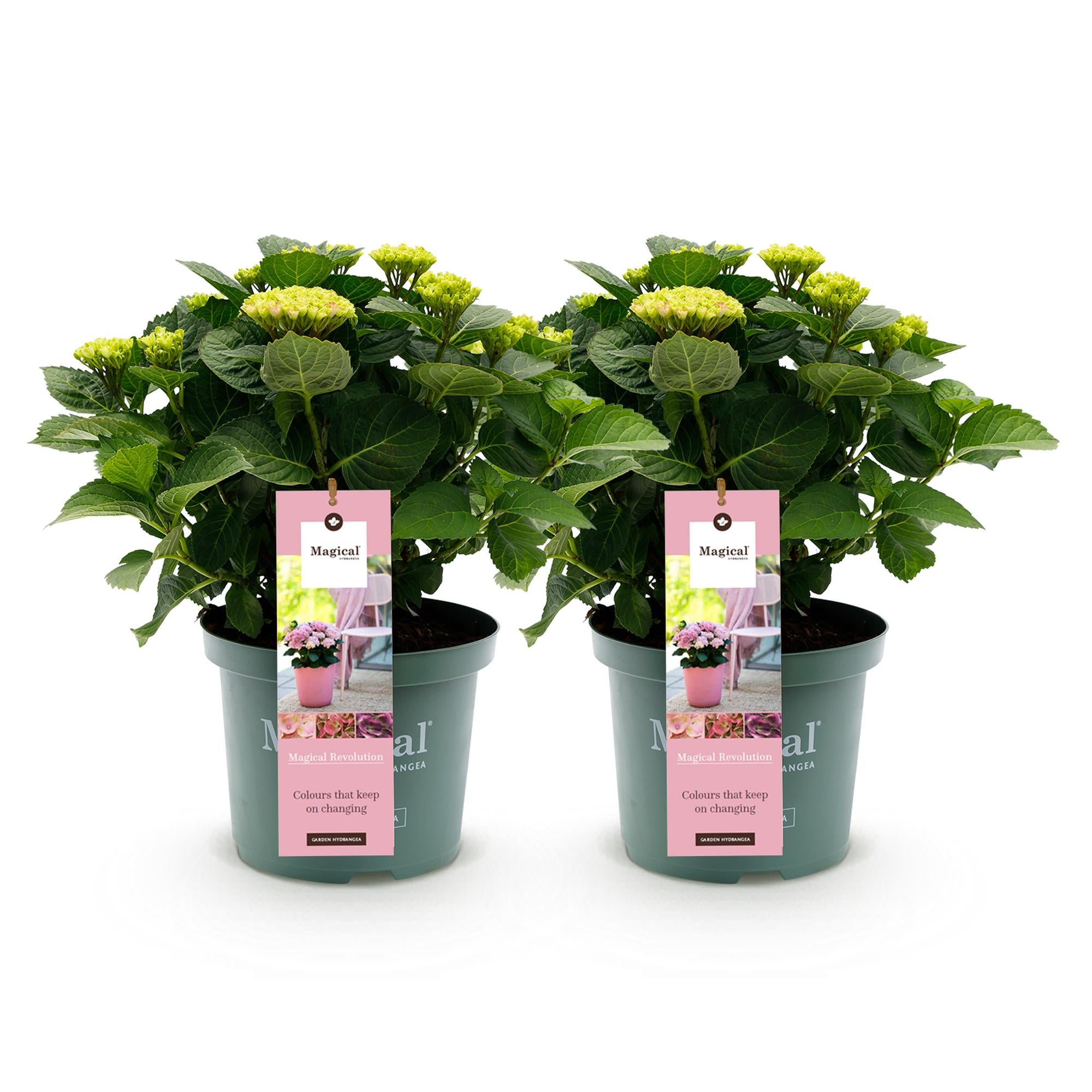 Green boutiQ - Pianta da terrazzo - Ortensia - Ortensia Magical Revolution Pink - Rosa - 6-10 fiori - 2 piante - Vaso 23 cm Altezza 55 cm