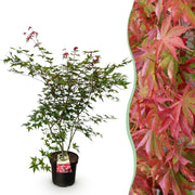 Acer palmatum Beni Maiko - Japanse Esdoorn - Bladverliezend - Rood - 1 - Pot 26cm - Hoogte 90cm