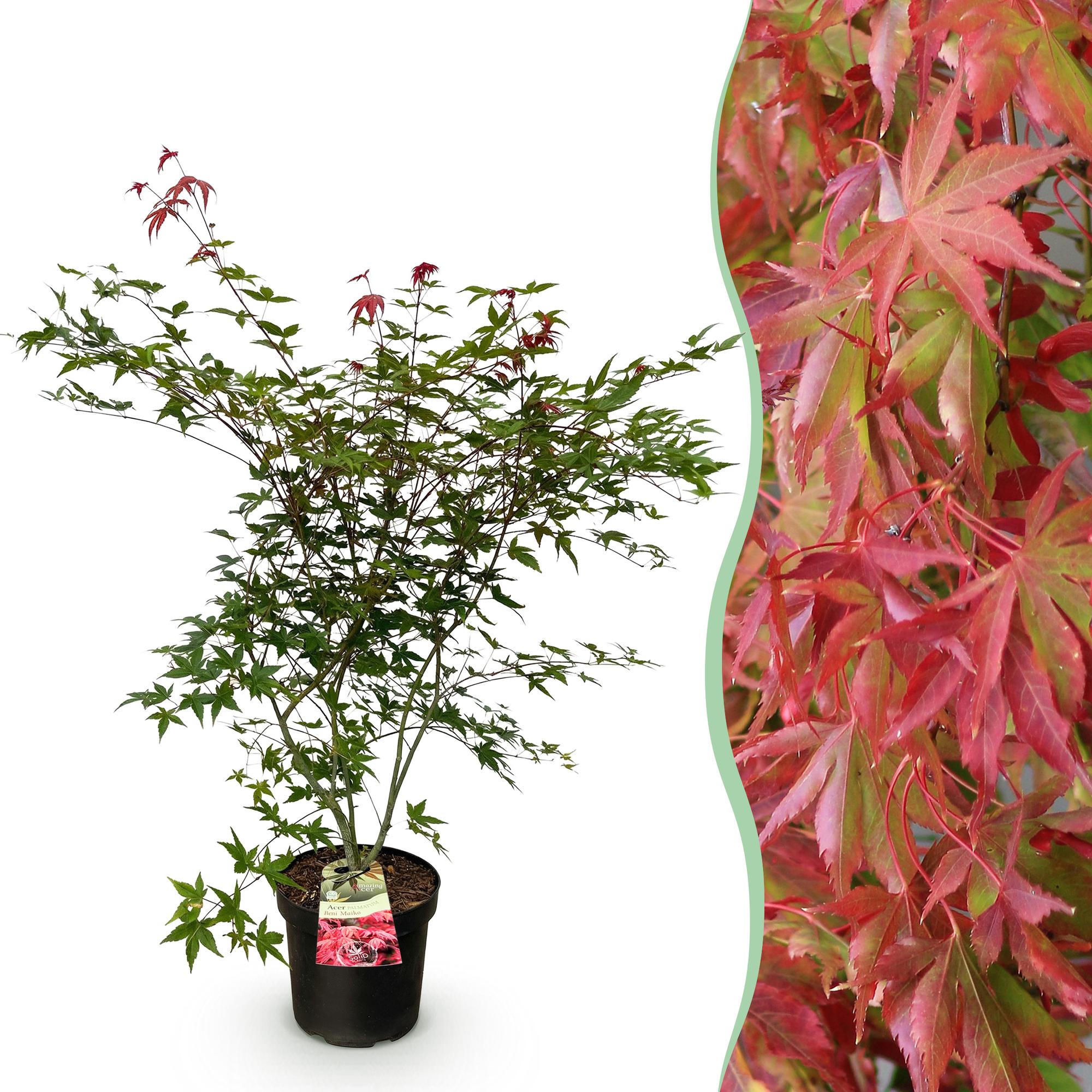 Acer palmatum Beni Maiko - Japanse Esdoorn - Bladverliezend - Rood - 1 - Pot 26cm - Hoogte 90cm