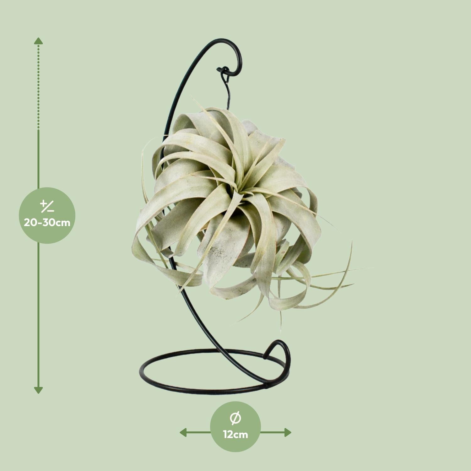 Tillandsia Rey Xero - Ø12cm - ↕23cm