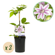 Green boutiQ – Kletterpflanze – Clematis 'Nelly Moser' – Rosa Blüte – Pflegeleicht – 2 Pflanzen – Topf 11 cm, Höhe 40 cm