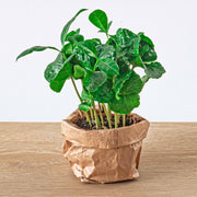 Coffea Arabica - Coffee Plant - Terrarium Plant - Pot Size 6