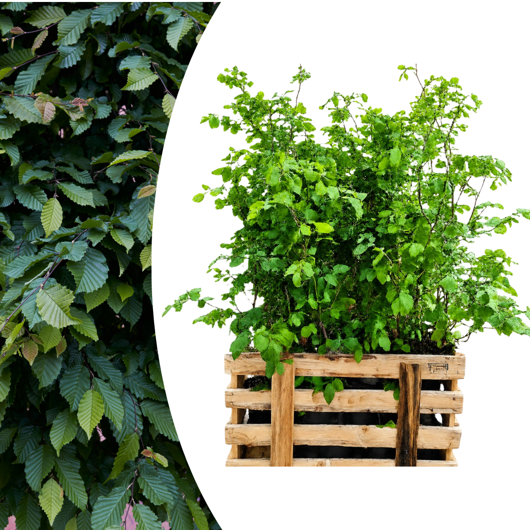 Fagus sylvatica ↕ 80-100 - Ø 19cm - 50x | Mini Pallet