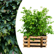 Fagus sylvatica ↕ 80-100 - Ø 19cm - 50x | Mini Pallet