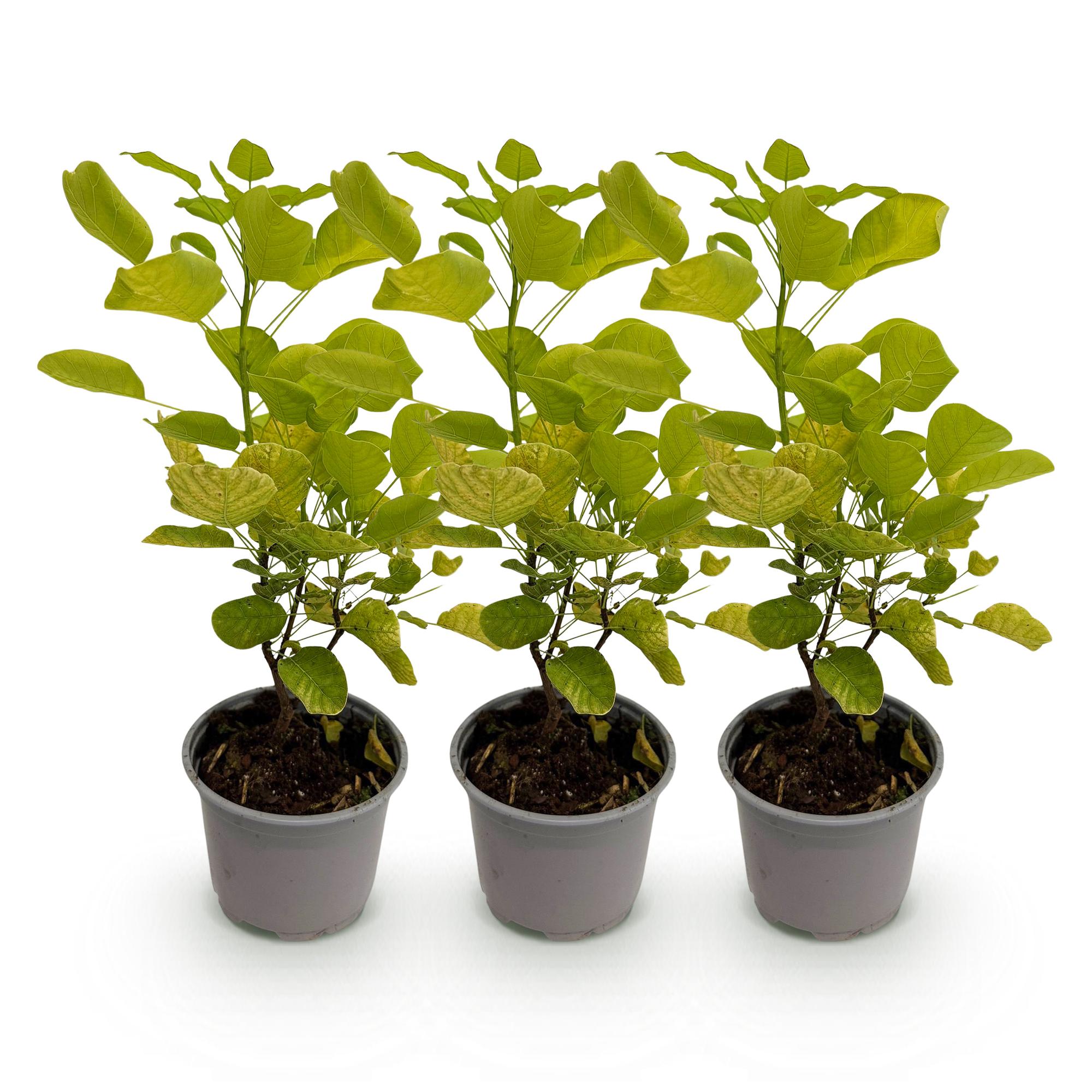 Cotinus coggyria Golden Spirit - Geel - 3 Planten - Bladverliezend - Weinig Onderhoud - Pot 12cm Hoogte 35cm
