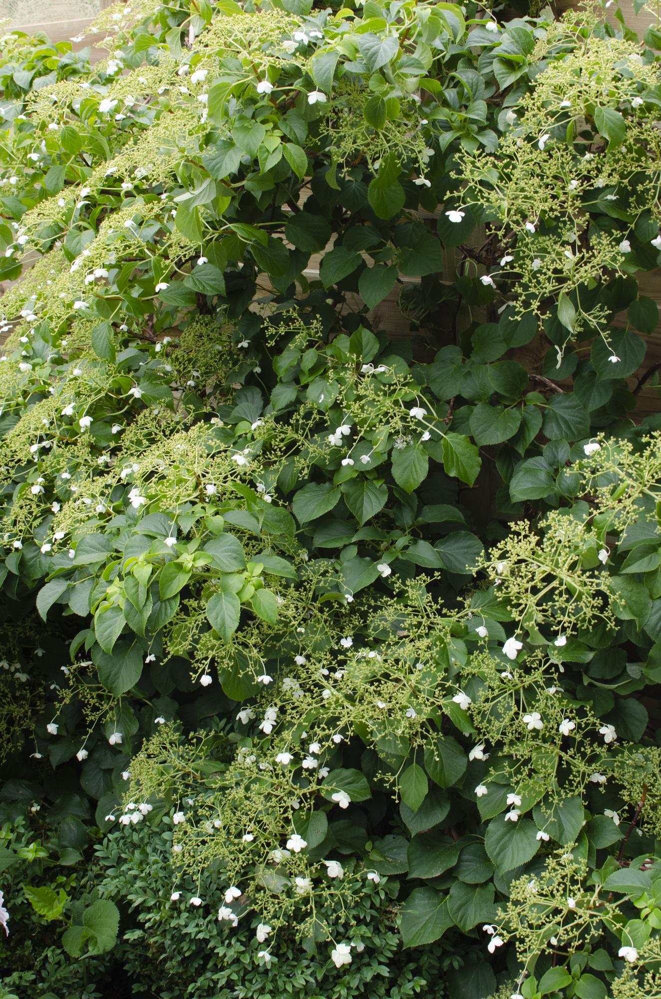 Hydrangea petiolaris - Climbing hydrangea - Ø15cm - ↕65cm