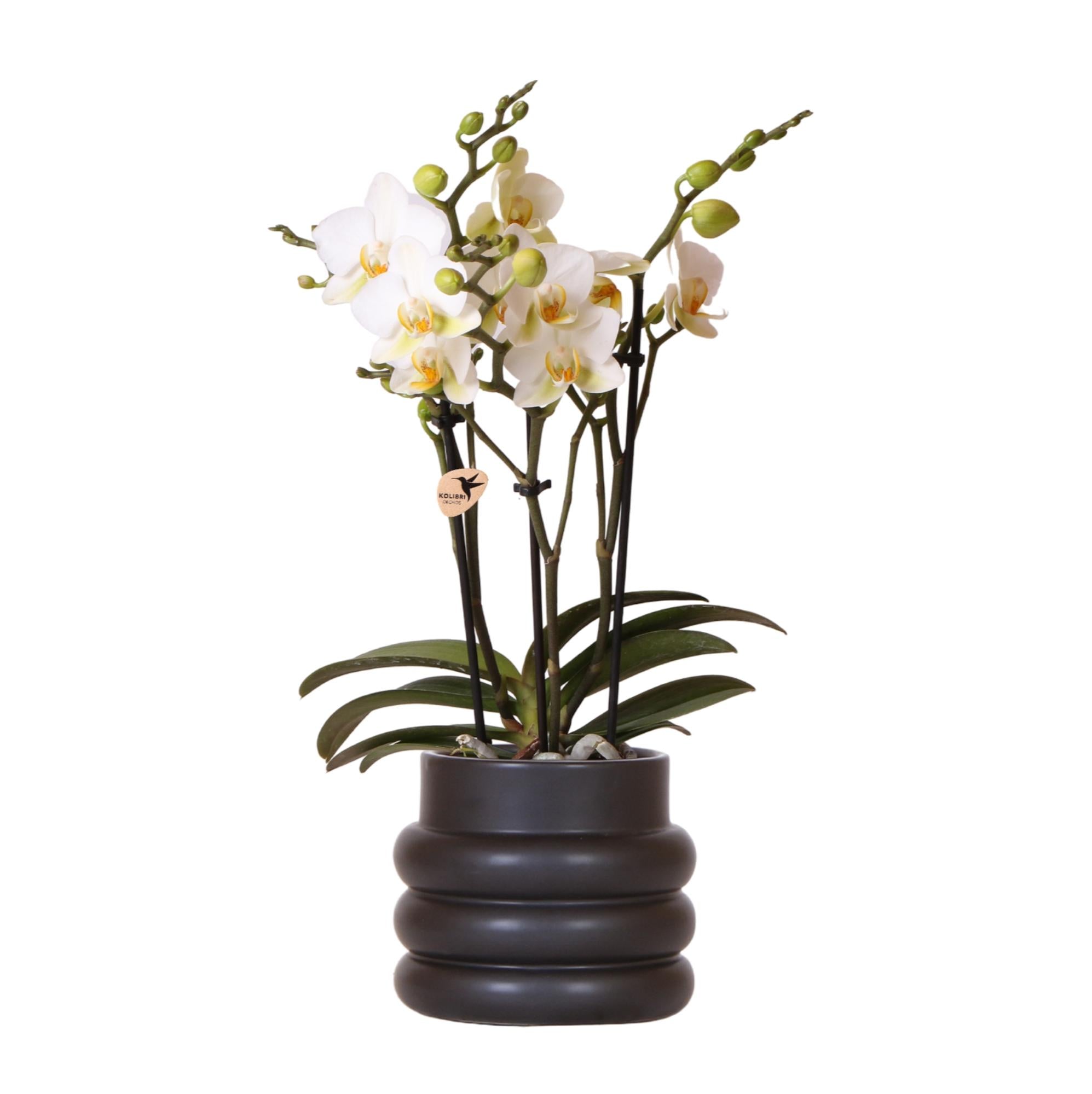 Orchidée Kolibri | Orchidée phalaenopsis blanche - Lausanne + Pot bulle noir - diamètre du pot : 9 cm | Plante d'intérieur fleurie - Directement du producteur