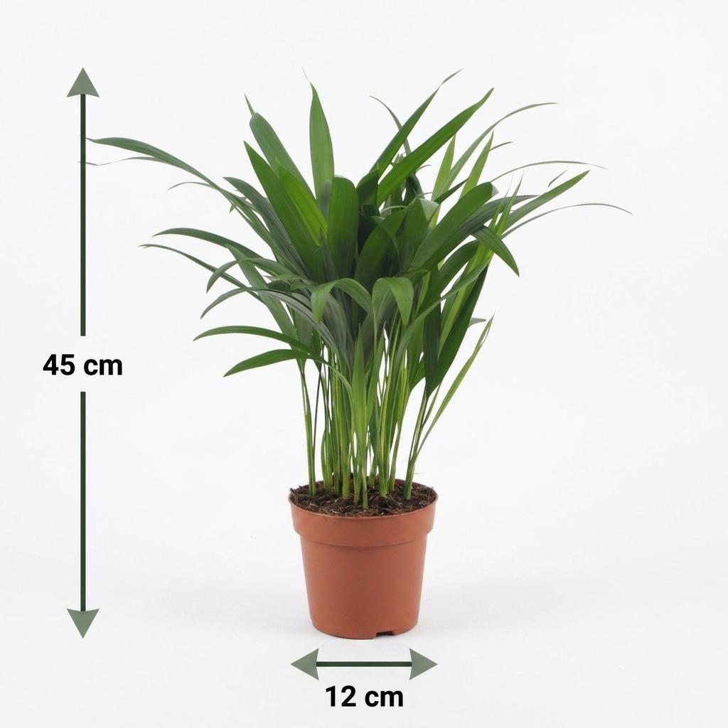 Areca Lutescens - Goudpalm -Pot 12cm - Hoogte - 45cm