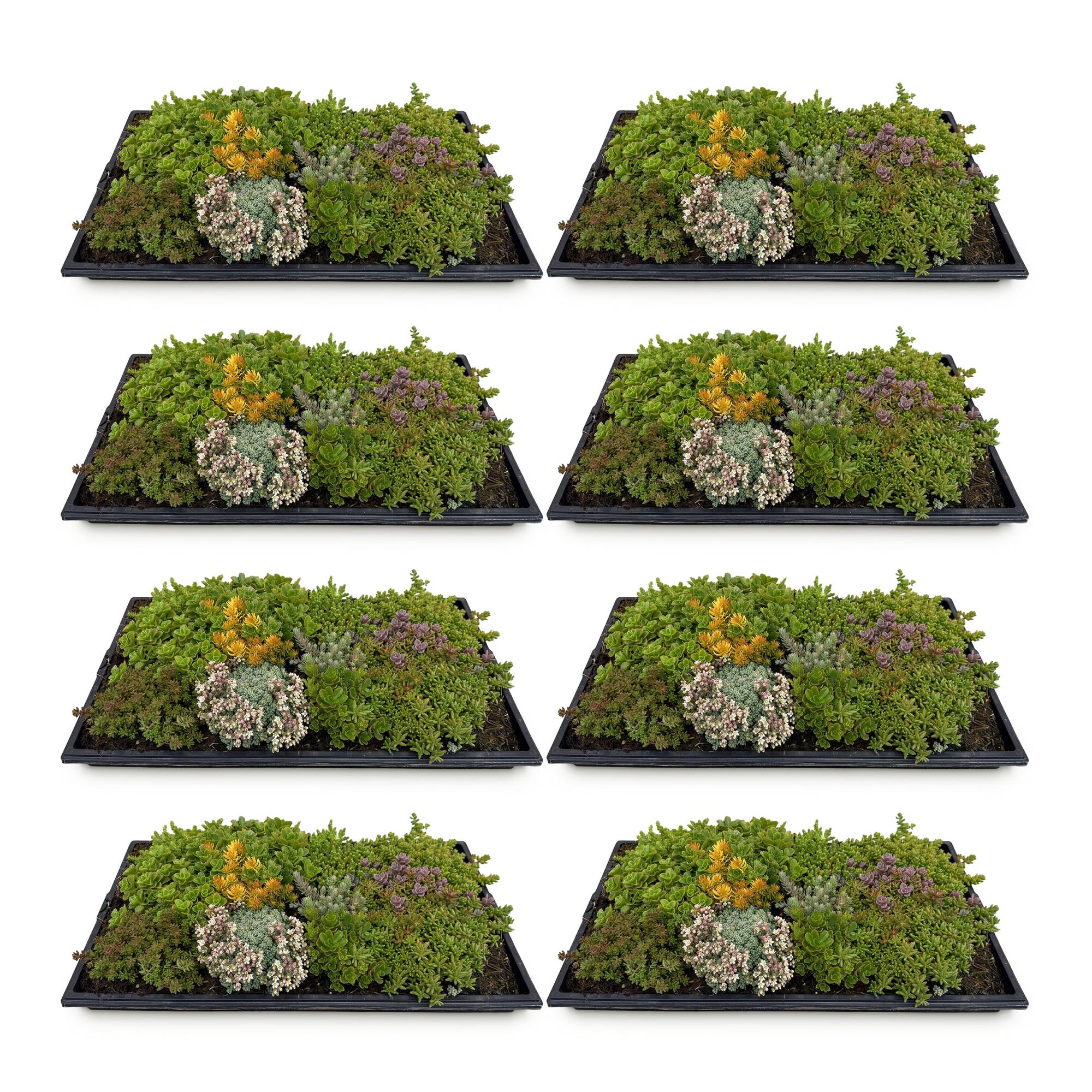 Sedum mat - Bestaat uit 10 soorten - X8 - Weinig Onderhoud - Lengte 50 Breedte 30