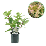 Green boutiQ – Federhortensie (Hydrangea panniculata 'Wims Red') – Blüten: Weiß-Rot – 1 Pflanze – Laubabwerfend – Große Blüten – Topf: 17 cm, Höhe: 50 cm