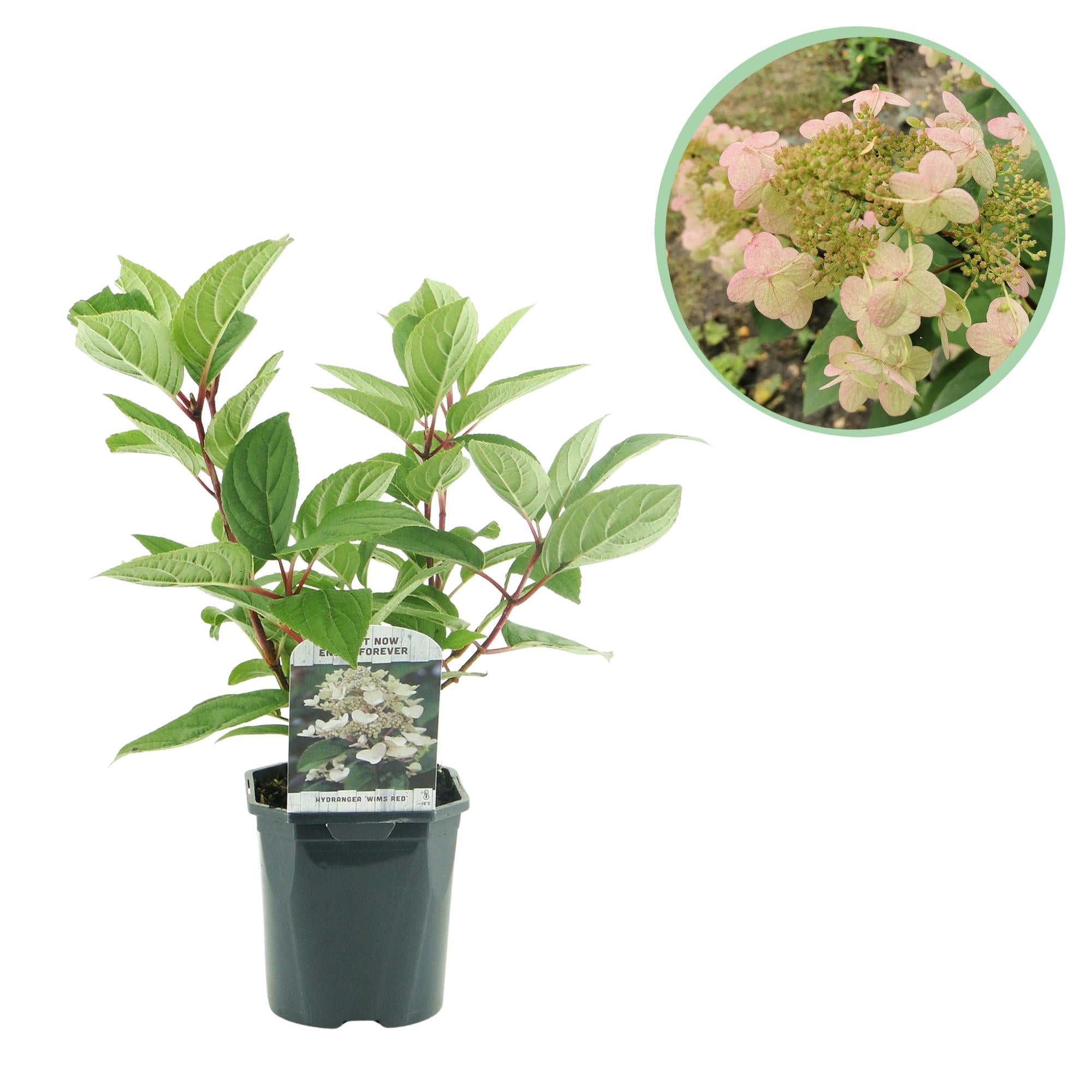 Green boutiQ – Federhortensie (Hydrangea panniculata 'Wims Red') – Blüten: Weiß-Rot – 1 Pflanze – Laubabwerfend – Große Blüten – Topf: 17 cm, Höhe: 50 cm
