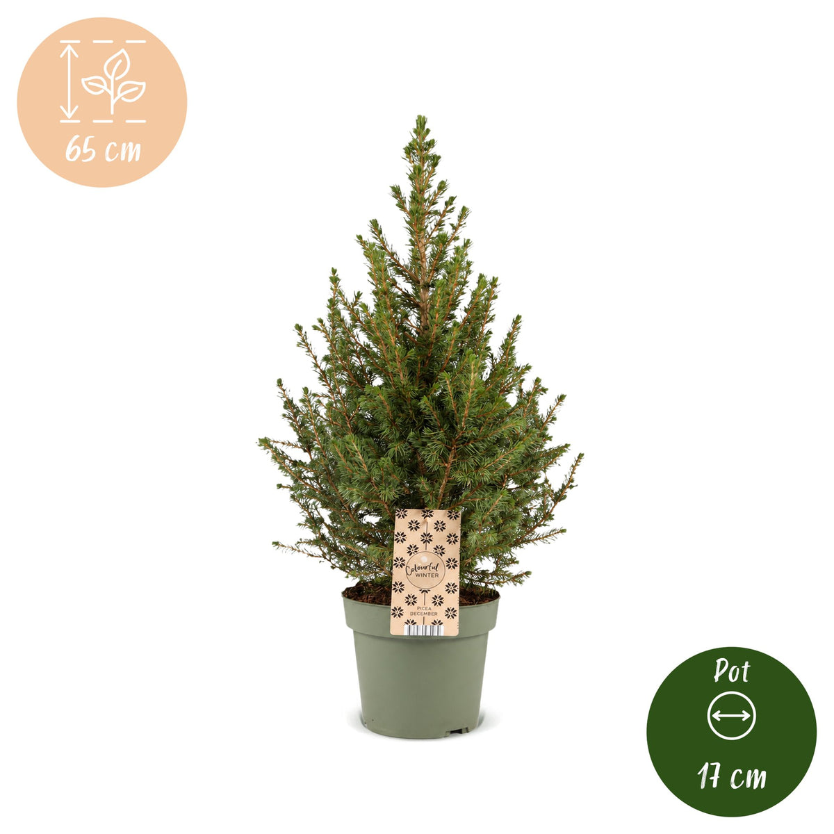 Picea glauca Conica - 2x Kegelspar - Groen - Kerstboom - Ø17cm - ↕65cm