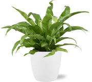 Asplenium Antiquum - Ø17cm - ↕45cm + Pot Bruxelles D18x17cm - Blanc