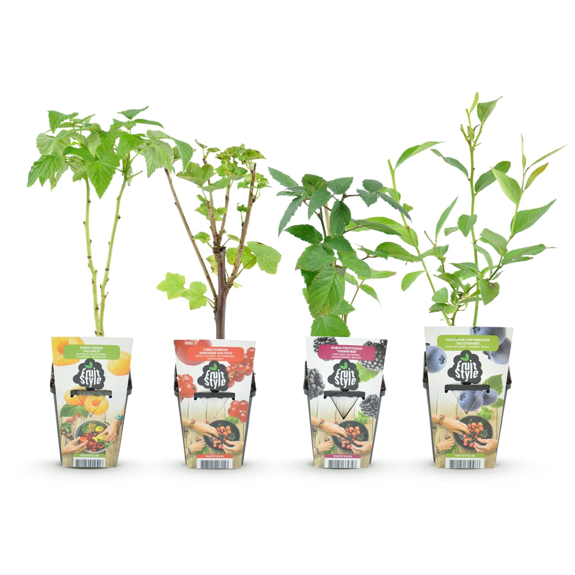 Rainbow - Rode Bes - Gele Framboos - Zwarte Braam - Blauwe Bes - Winterhard - 4 Planten - Pot  9cm