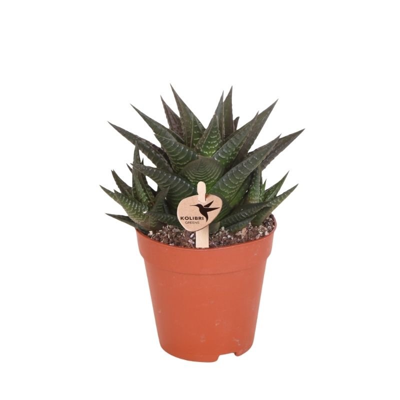 Kolibri Greens | Vetplant Haworthia Limifolia - Ø9cm