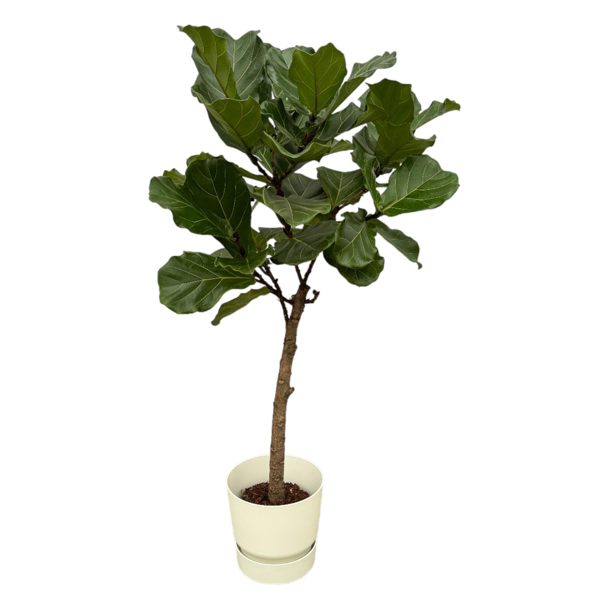 Ficus Lyrata Stamm einschließlich elho Greenville Round weiß - 160 cm - Ø30
