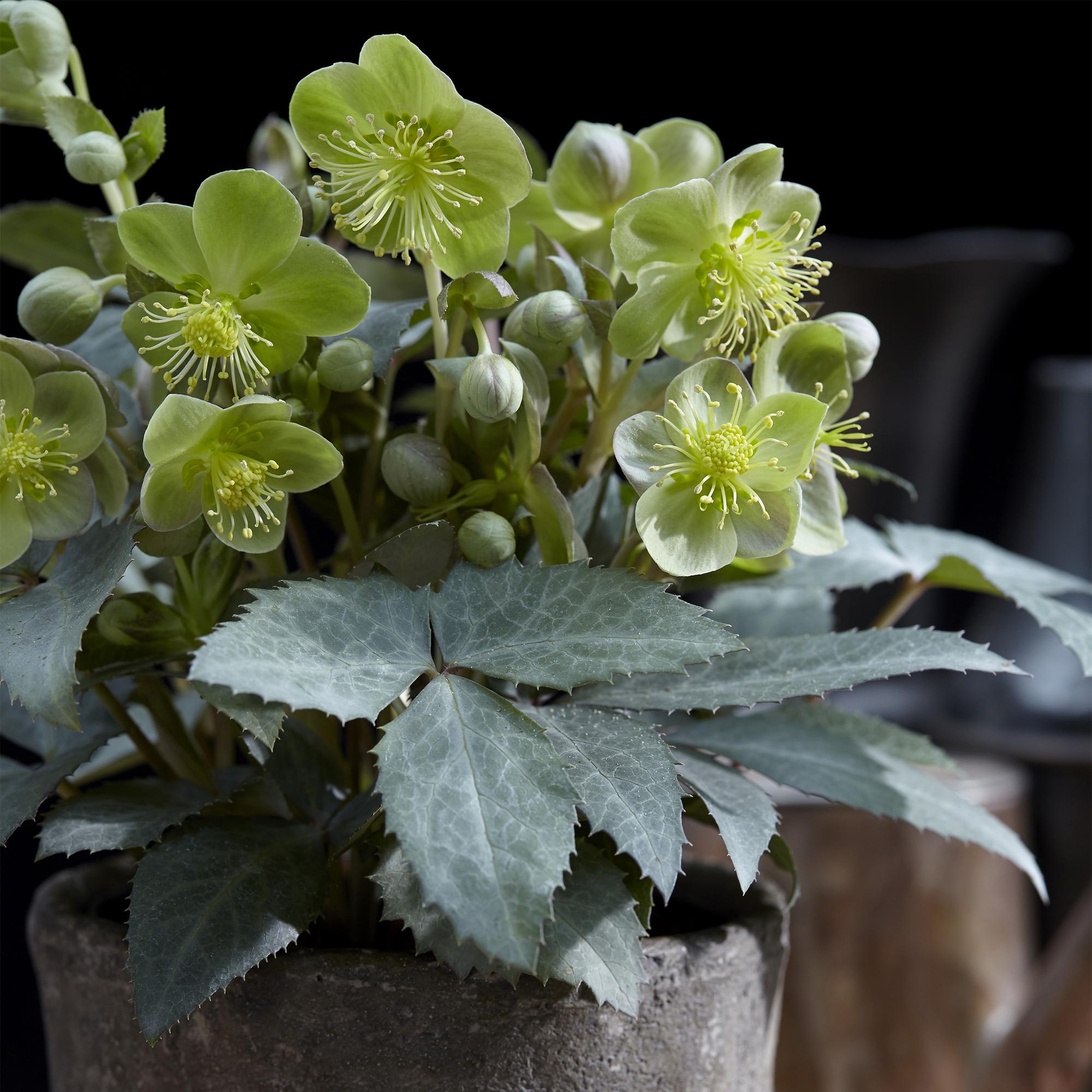 Lenten Rose - Helleborus sternii Silver Dollar - Groene  Bloem -2 Planten- Groenblijvend - Pot 14cm Hoogte 35cm