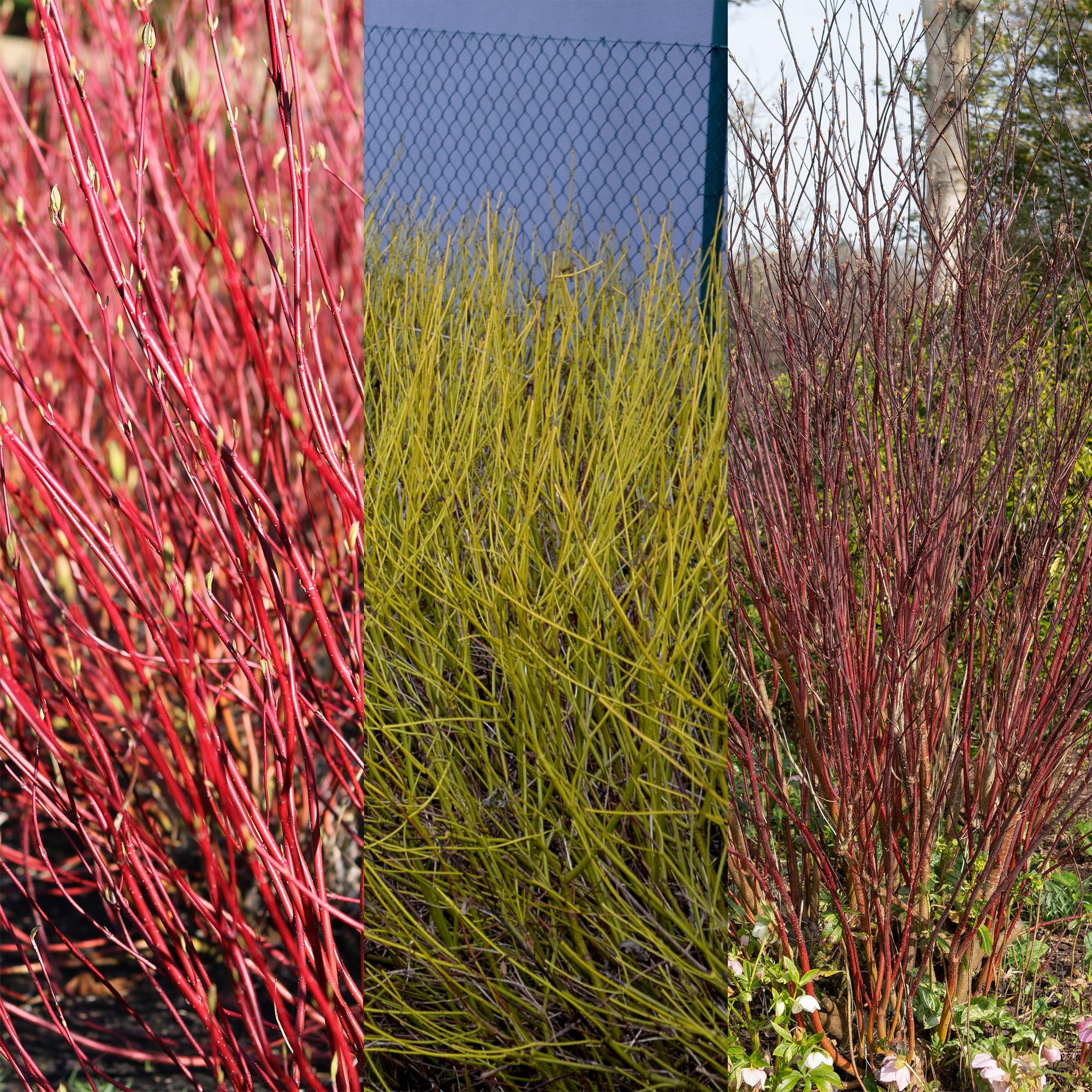 Cornus alba Tricolour - Mix van Rode, Groene En Paarse Takken - 3 Planten - Bladverliezend - Weinig Onderhoud - Pot 17cm Hoogte 45cm