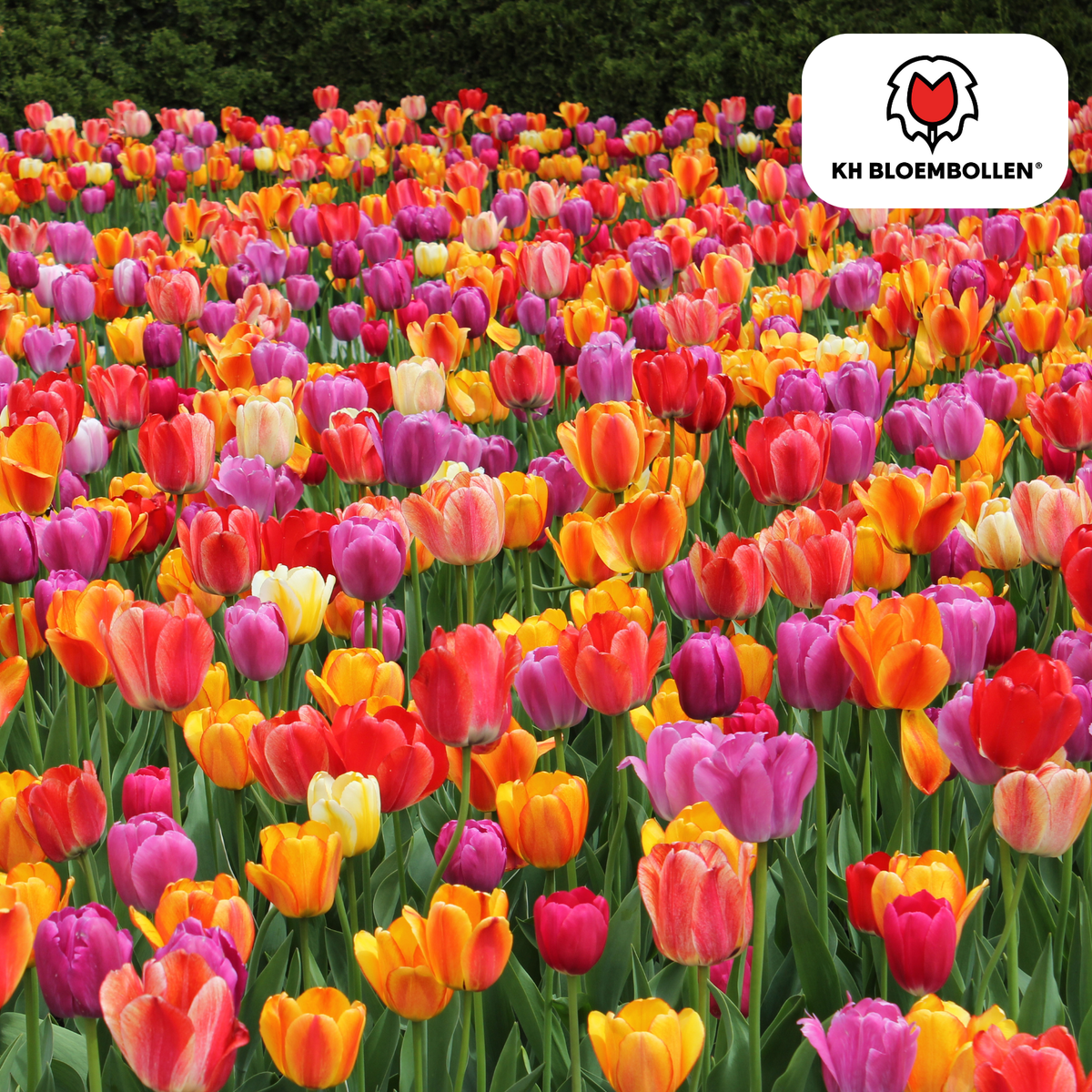 Směs cibulí tulipánů – 20 kusů | KH Bloembollen® | Barevná směs tulipánů – Ideální do zahrady nebo do květináče – Velikost 11/12 – Čerstvé od pěstitele